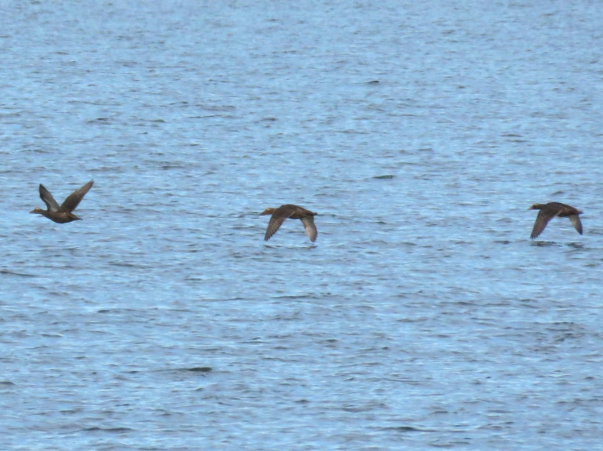 Common Eider - ML645741182