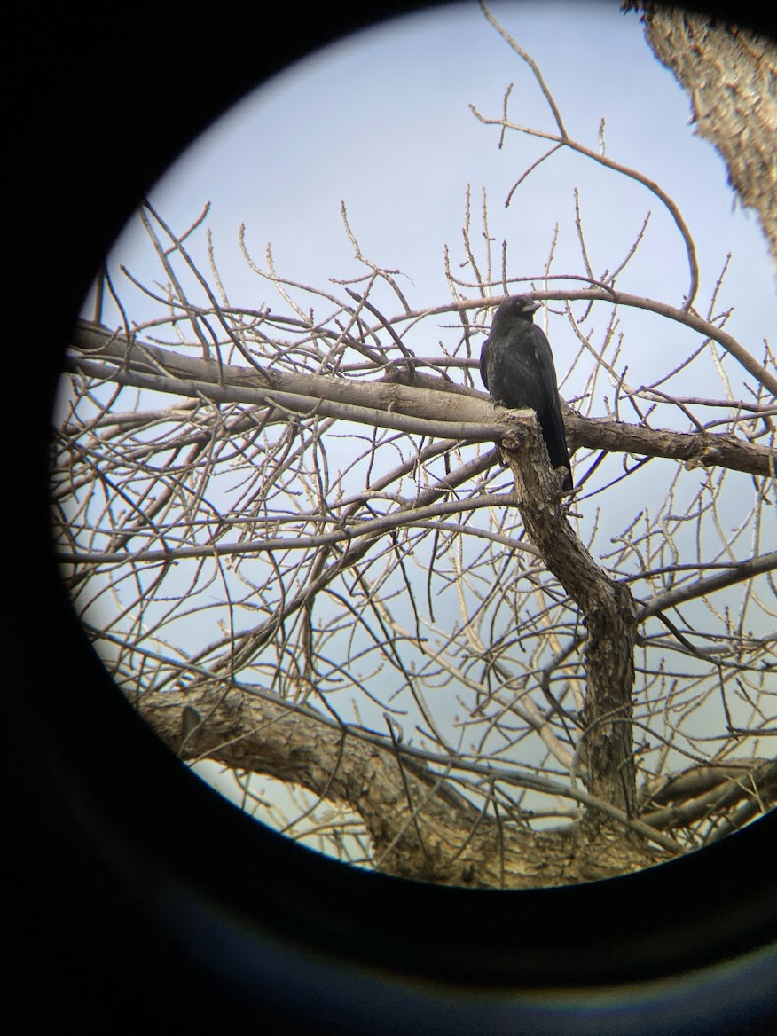 American Crow - ML645741183