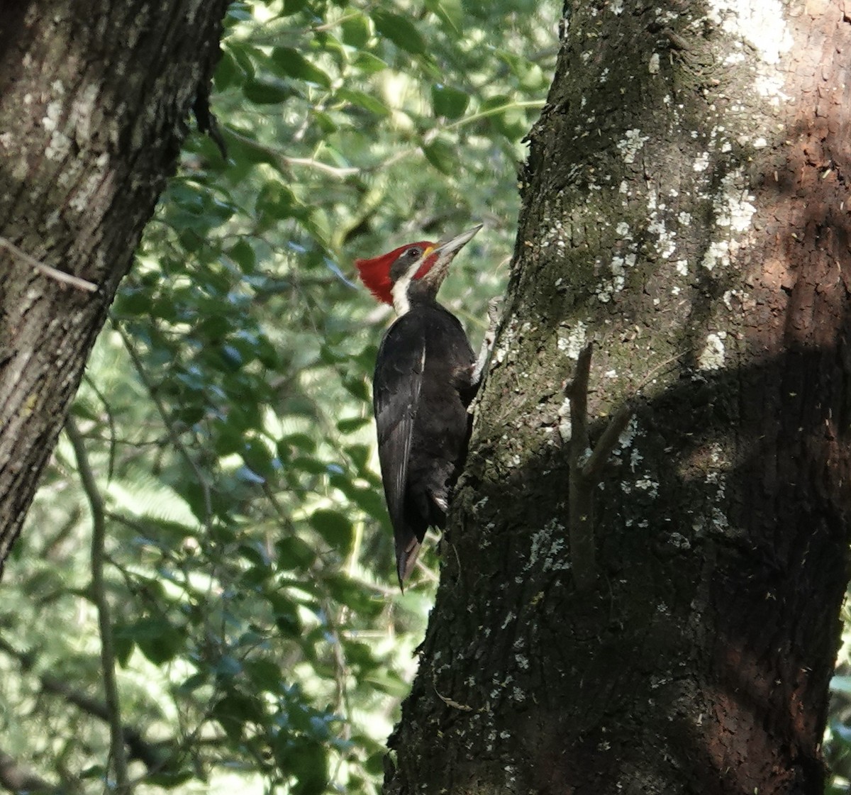 Black-bodied Woodpecker - ML645741184