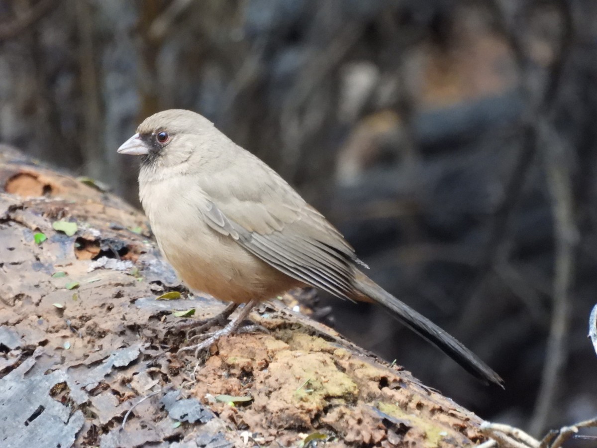 Abert's Towhee - ML645741185