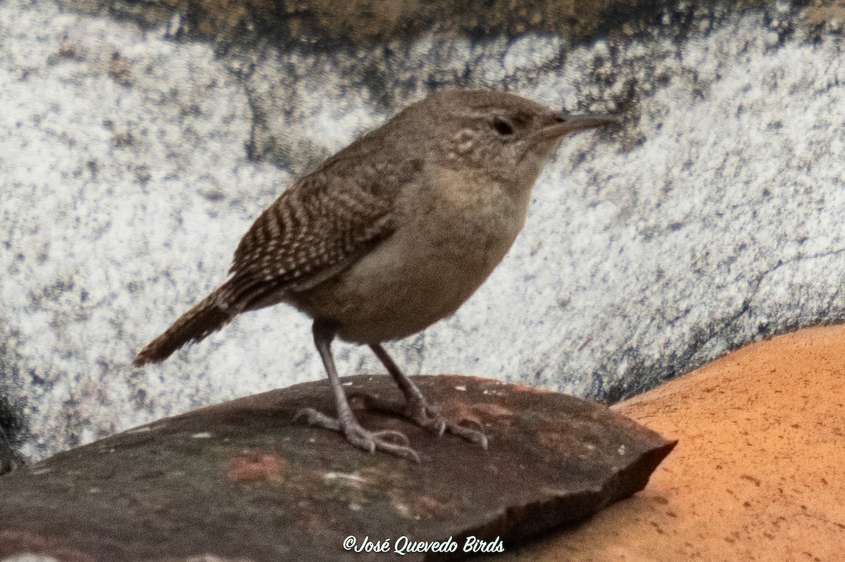 Southern House Wren - ML645741188
