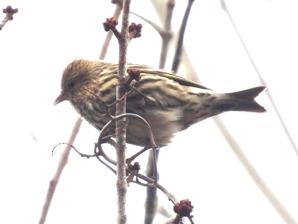 Pine Siskin - ML645741189