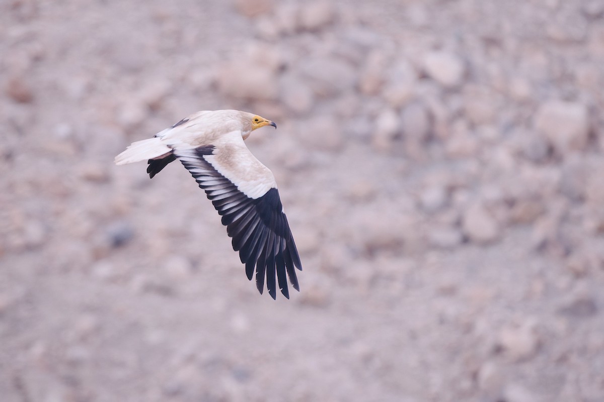 Egyptian Vulture - ML645741190