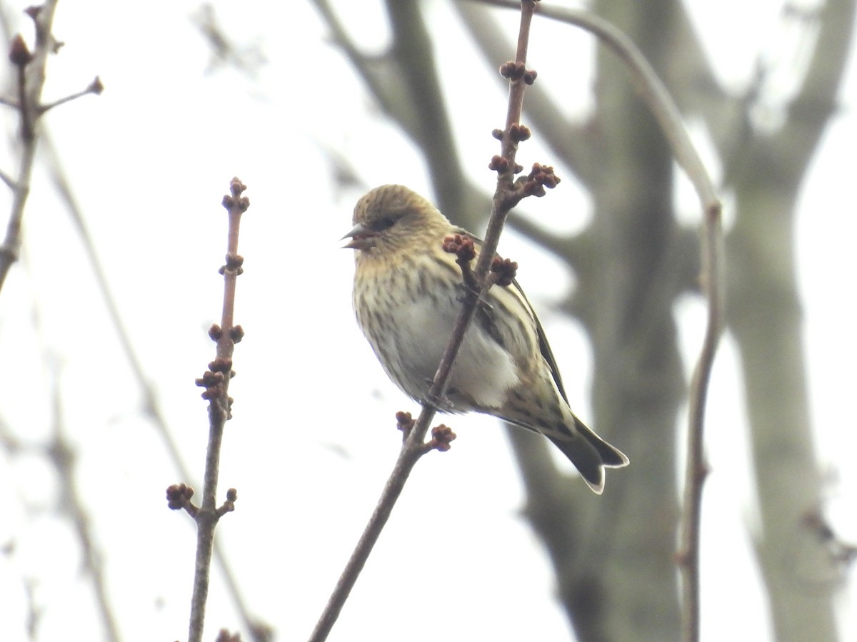 Pine Siskin - ML645741195