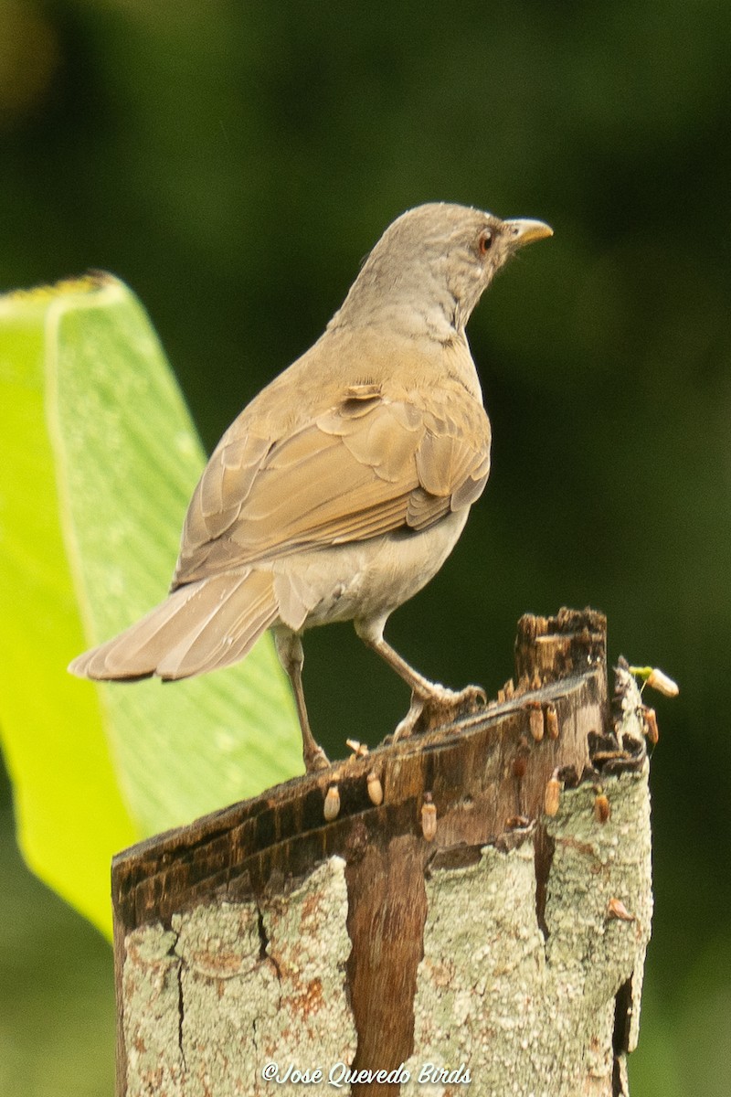 Pale-breasted Thrush - ML645741196