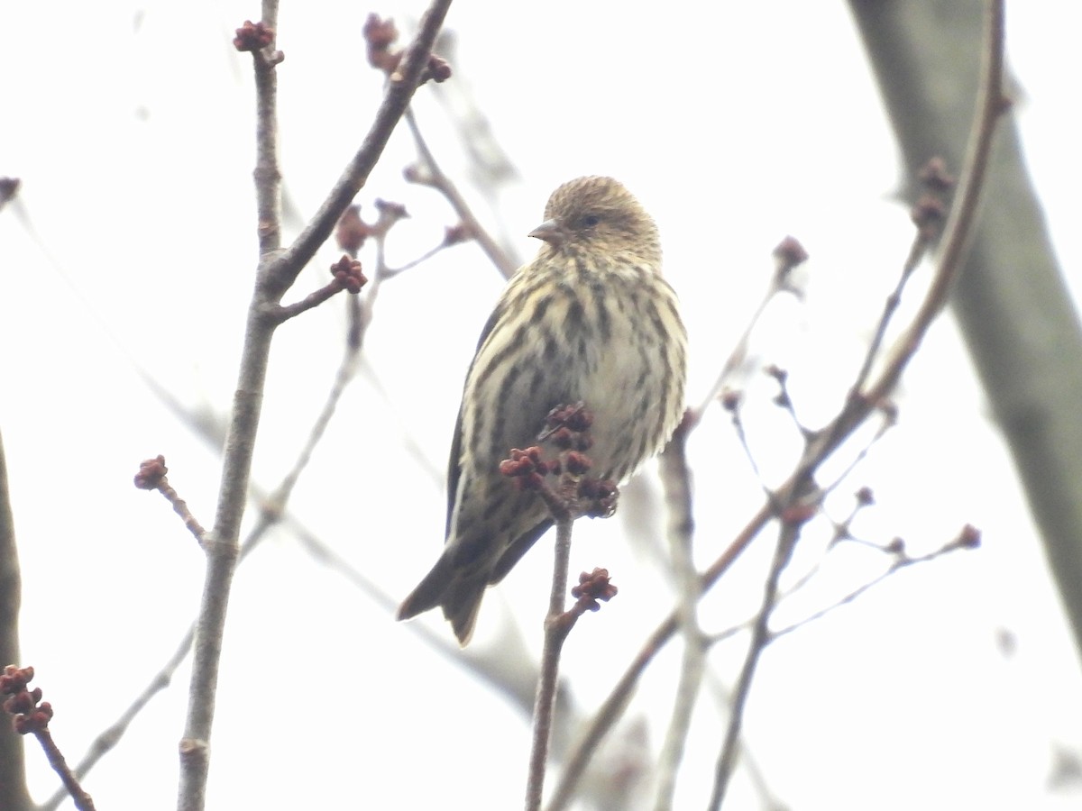 Pine Siskin - ML645741200
