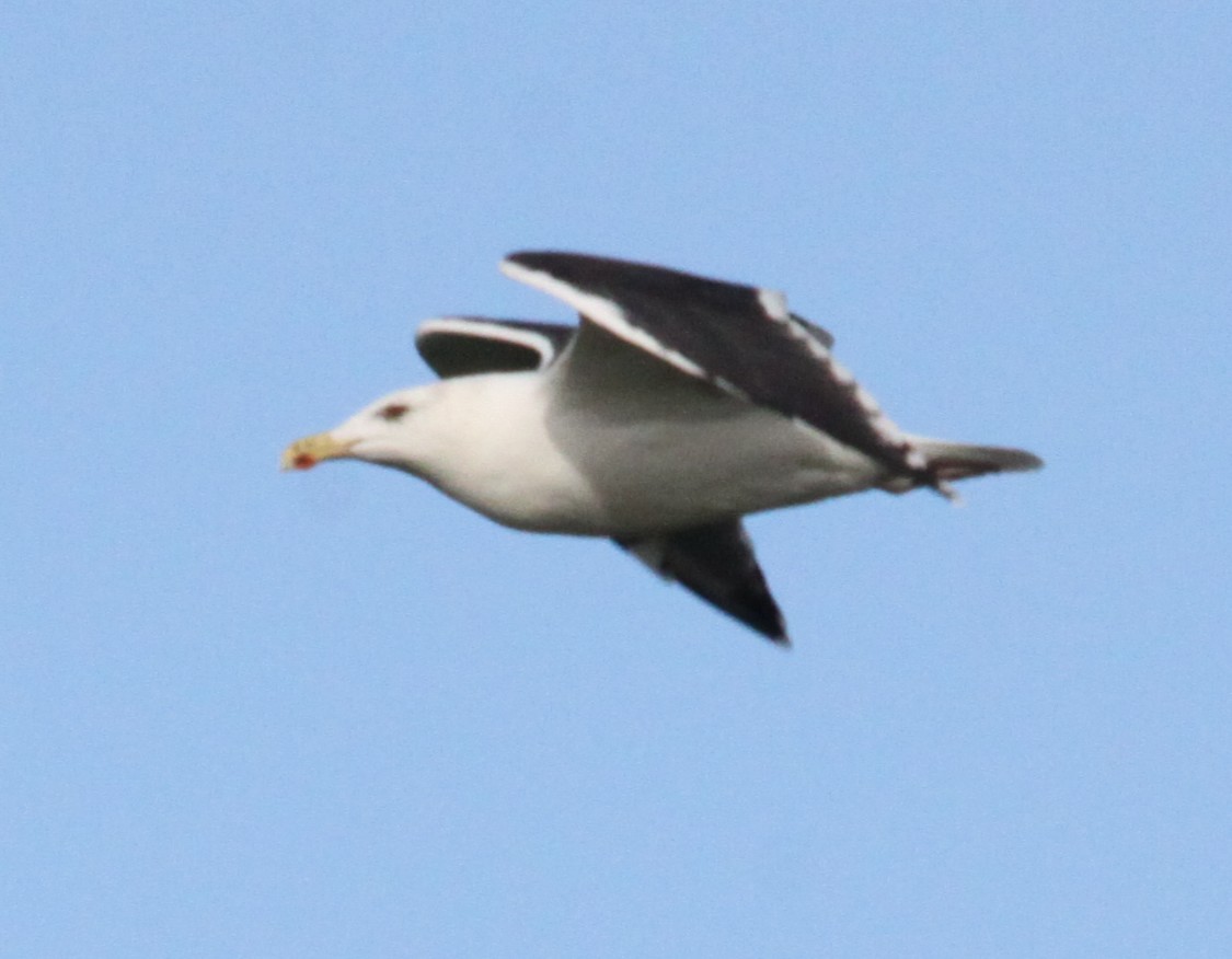 Lesser Black-backed Gull - ML645741201