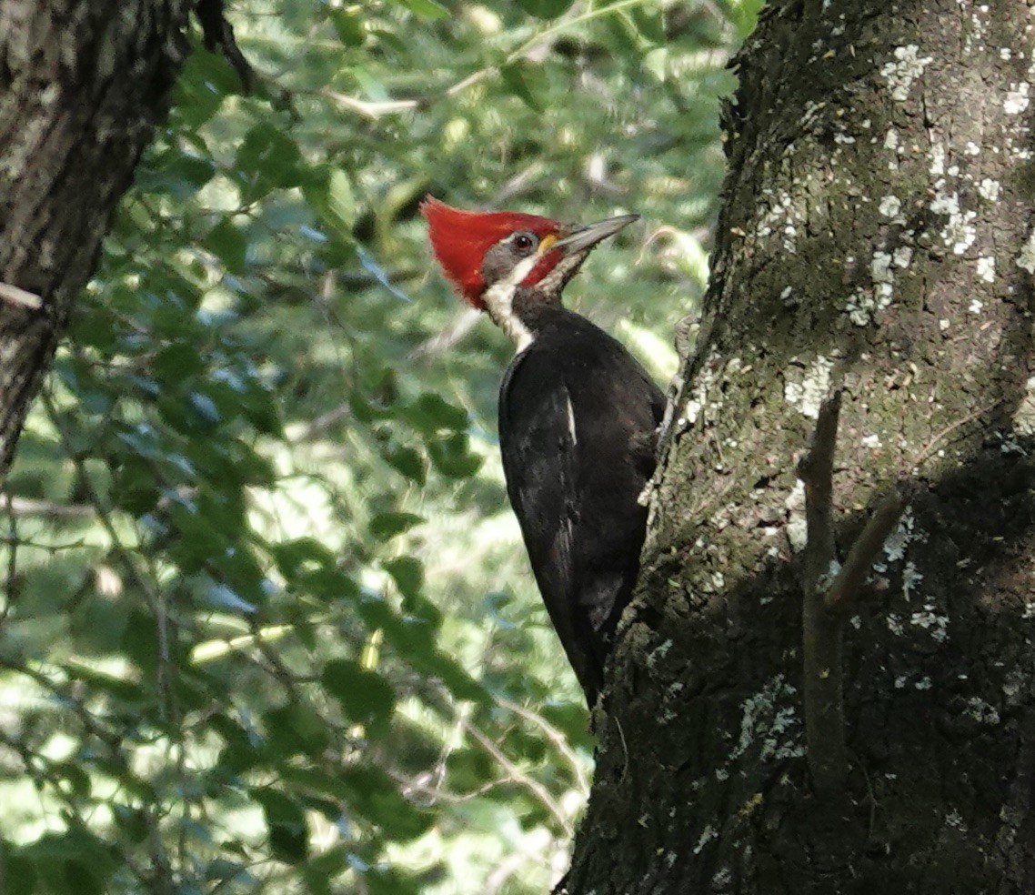 Black-bodied Woodpecker - ML645741209