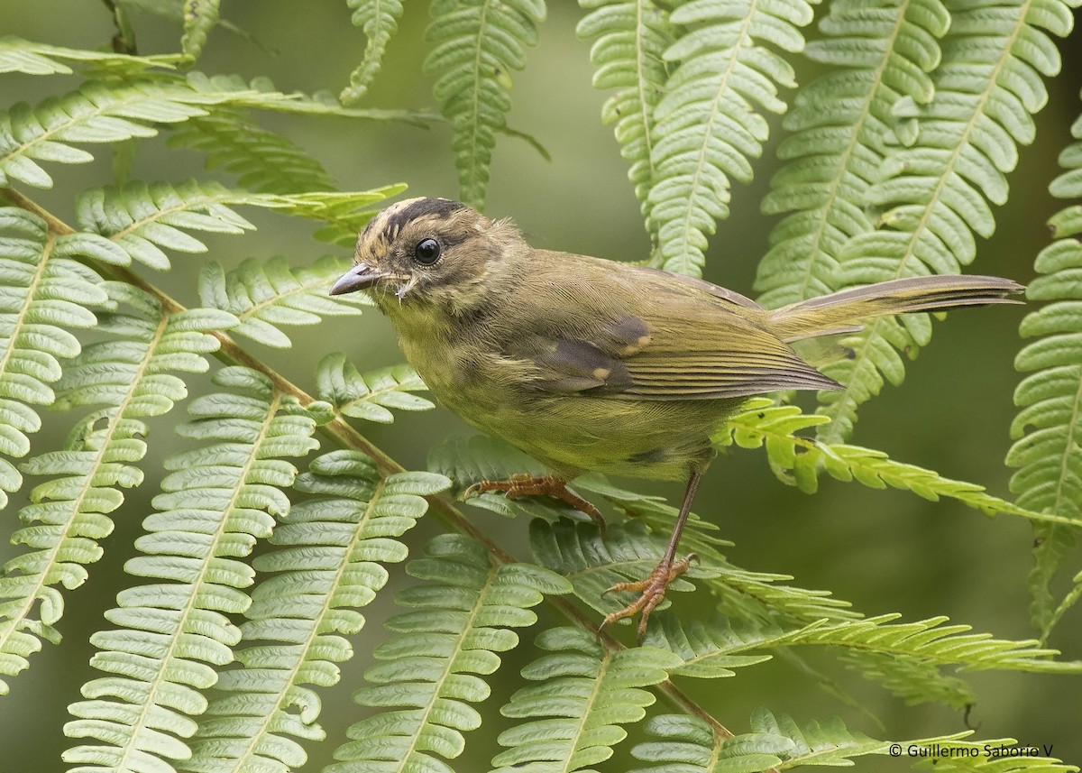 Costa Rican Warbler - Guillermo  Saborío Vega