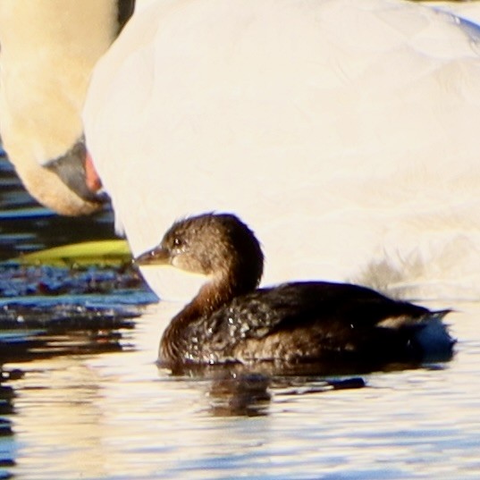 Pied-billed Grebe - ML645741228