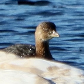 Pied-billed Grebe - ML645741229