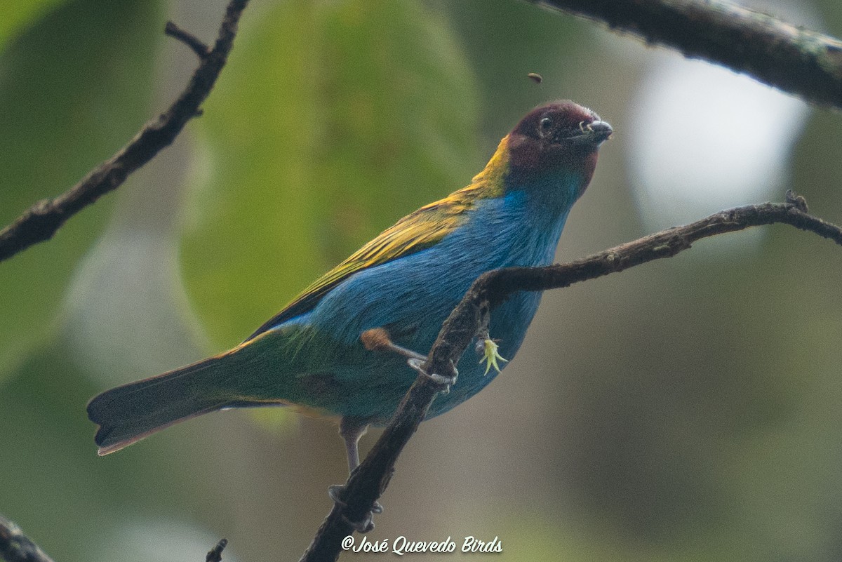 Tangara Cabecibaya - ML645741240