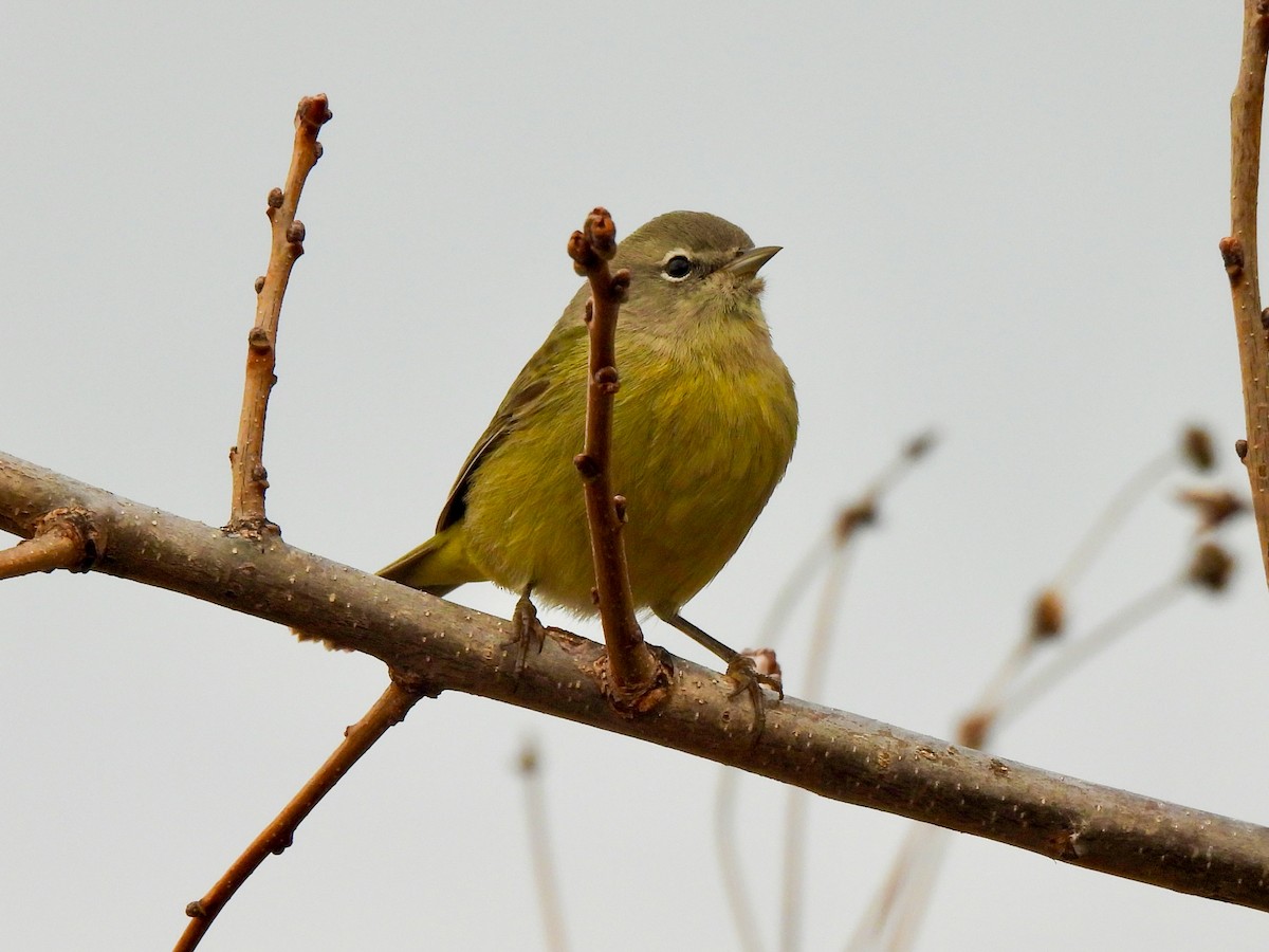 サメズアカアメリカムシクイ - ML645741241