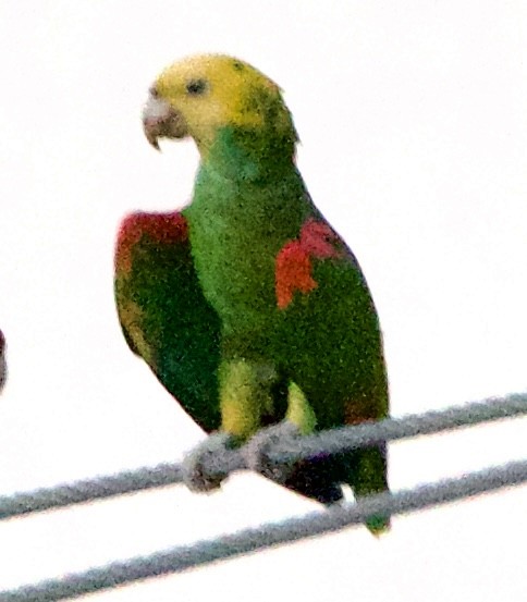 Gelbkopfamazone - ML645741245