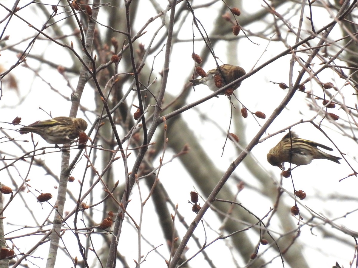 Pine Siskin - ML645741248