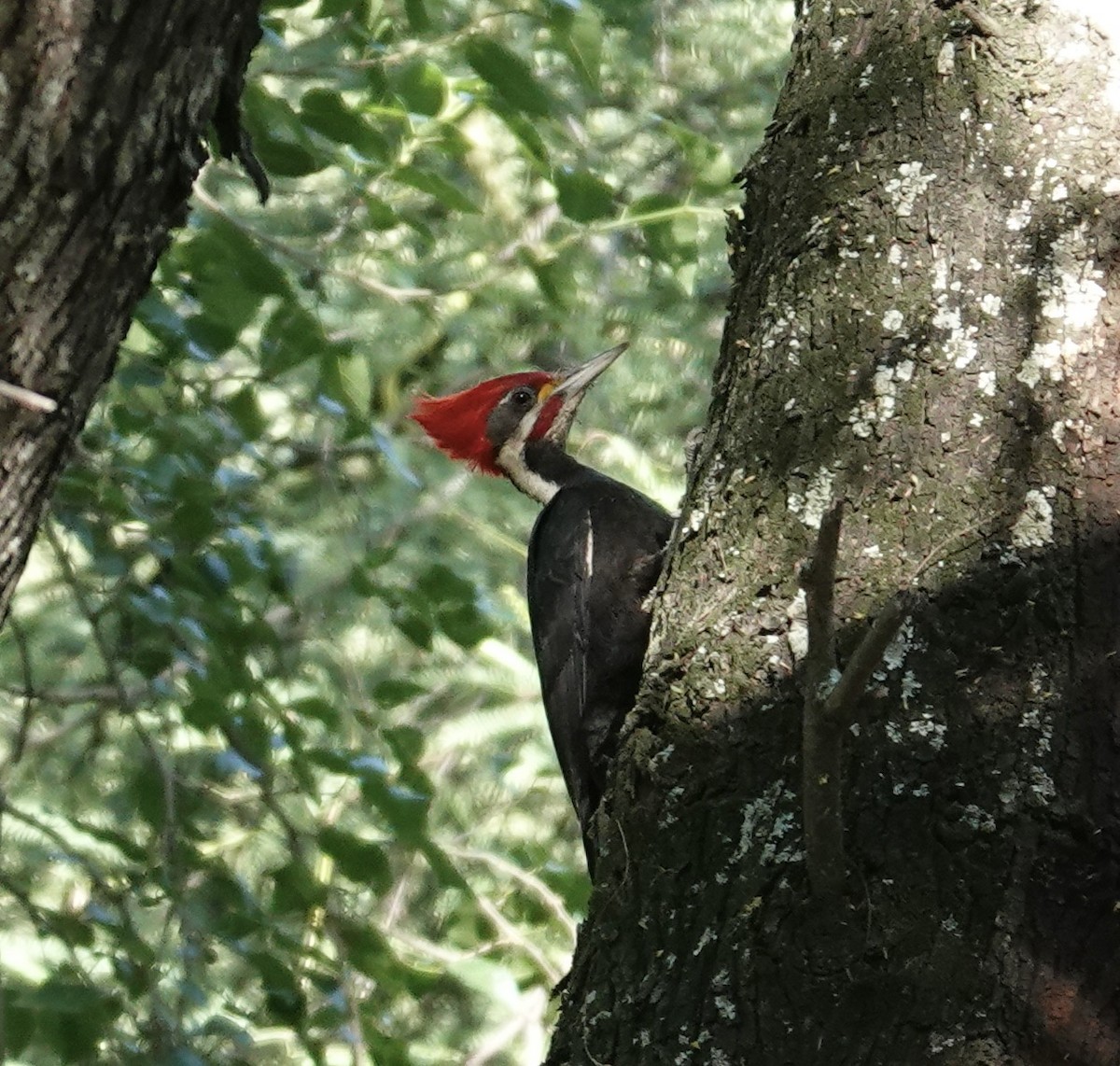 Black-bodied Woodpecker - ML645741257