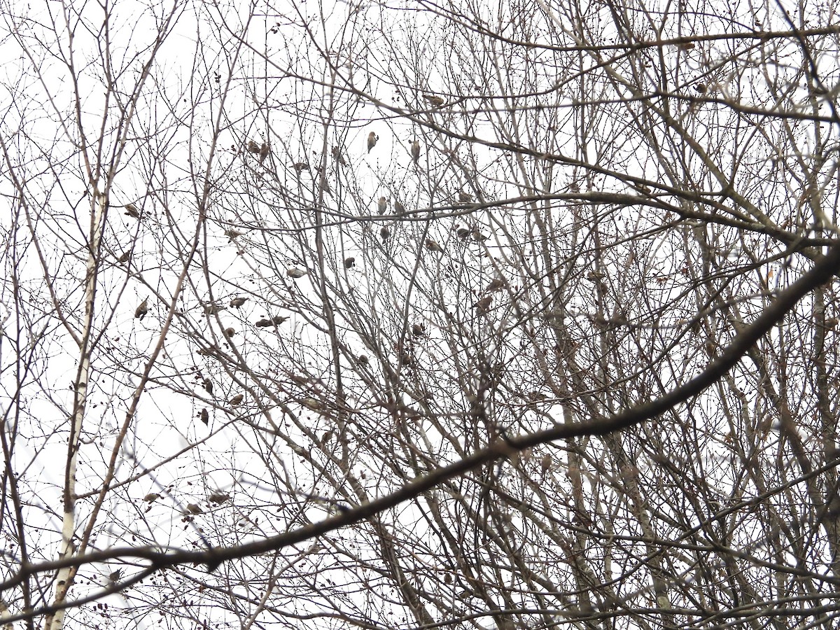 Pine Siskin - ML645741260