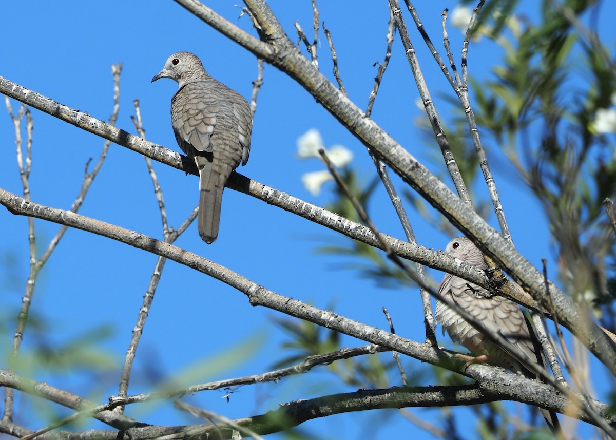 Inca Dove - ML645741283
