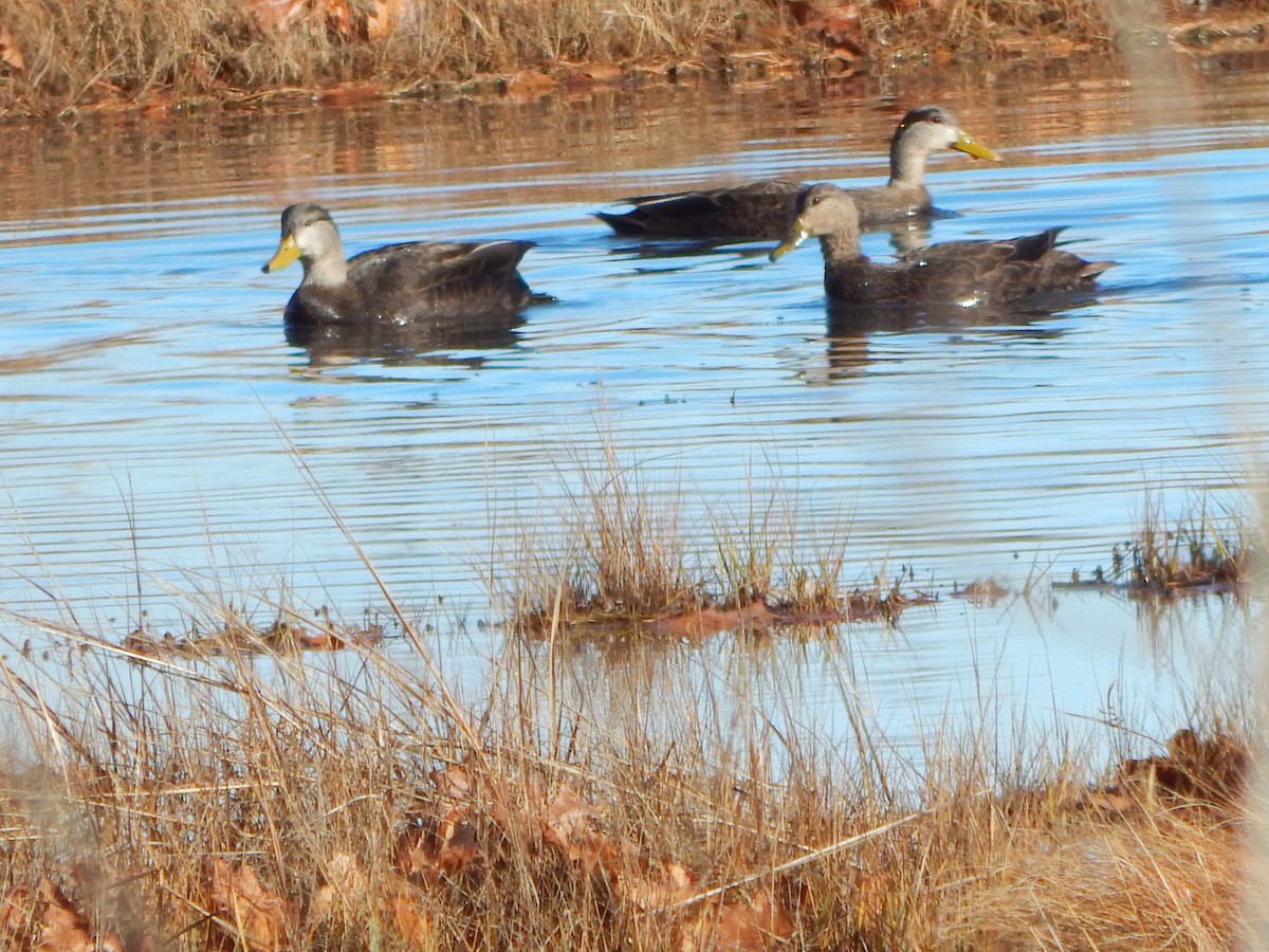 American Black Duck - ML645741286