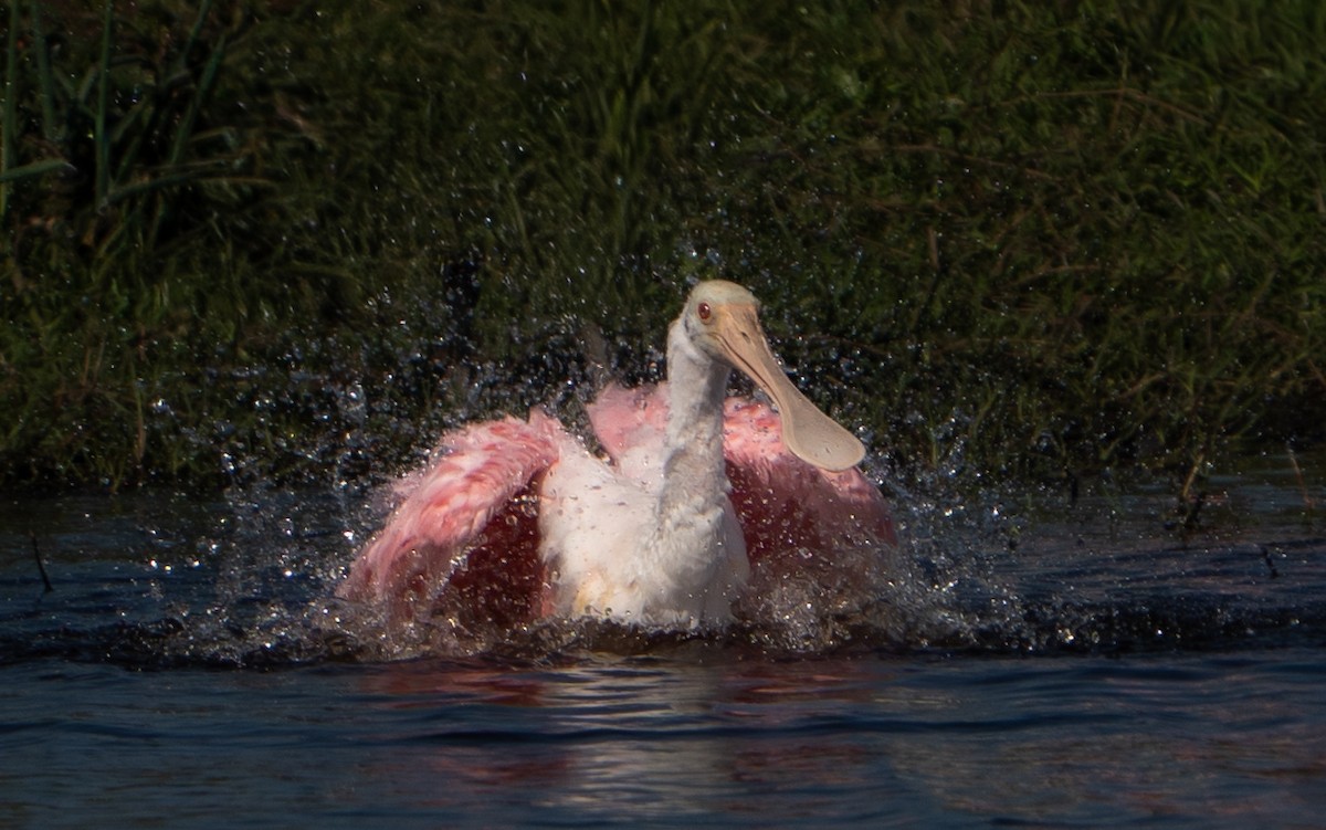 Roseate Spoonbill - ML645741291