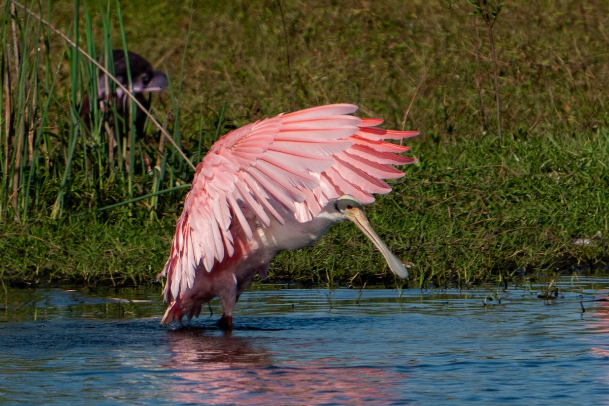 Roseate Spoonbill - ML645741292