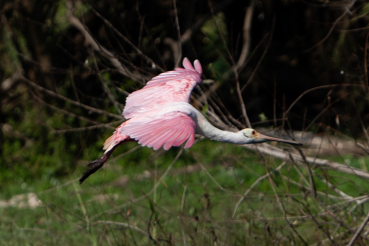 Roseate Spoonbill - ML645741293