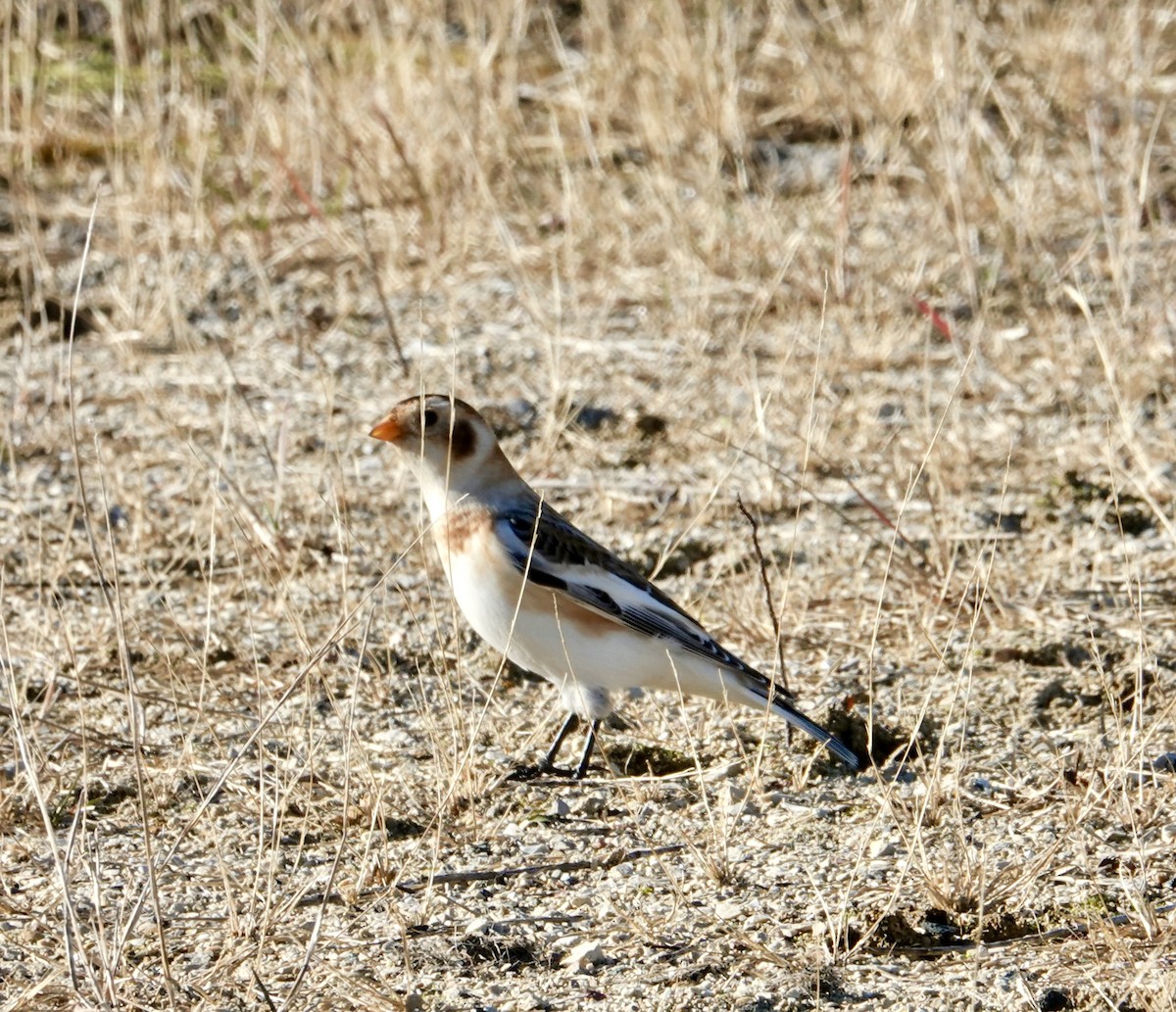 Snow Bunting - ML645741299
