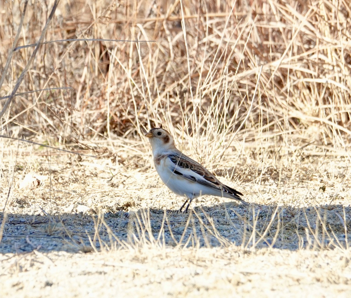 Snow Bunting - ML645741300