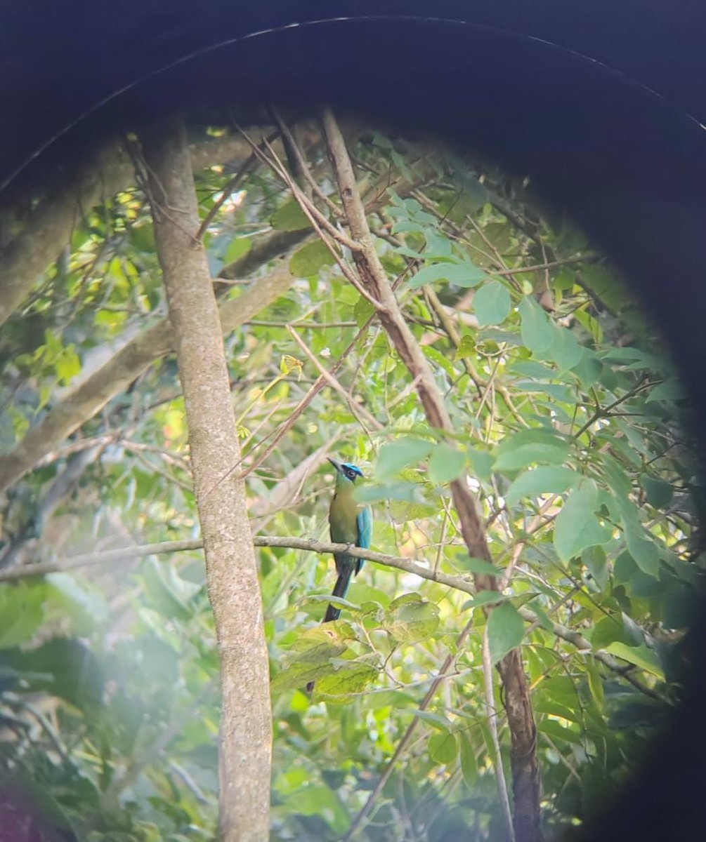 Lesson Motmotu - ML645741301