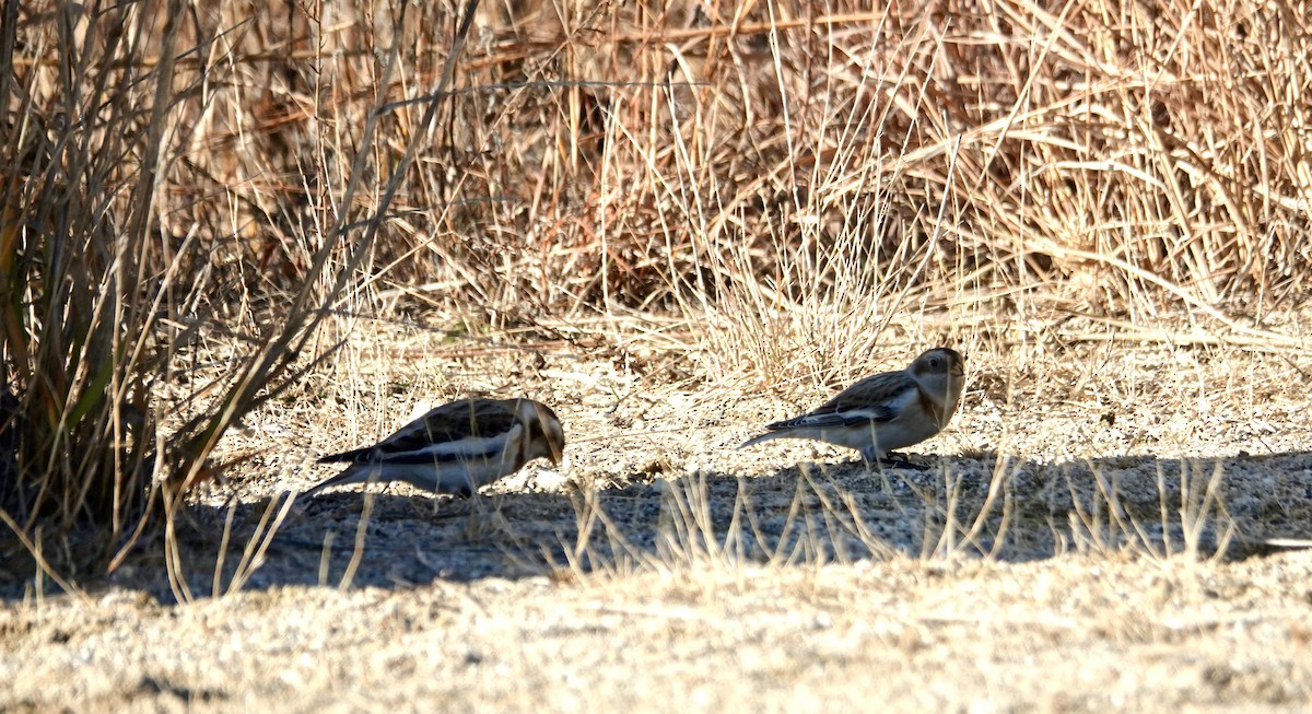 Snow Bunting - ML645741302