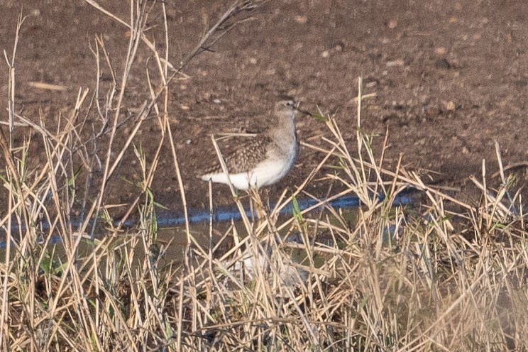 vodouš bahenní - ML645741306