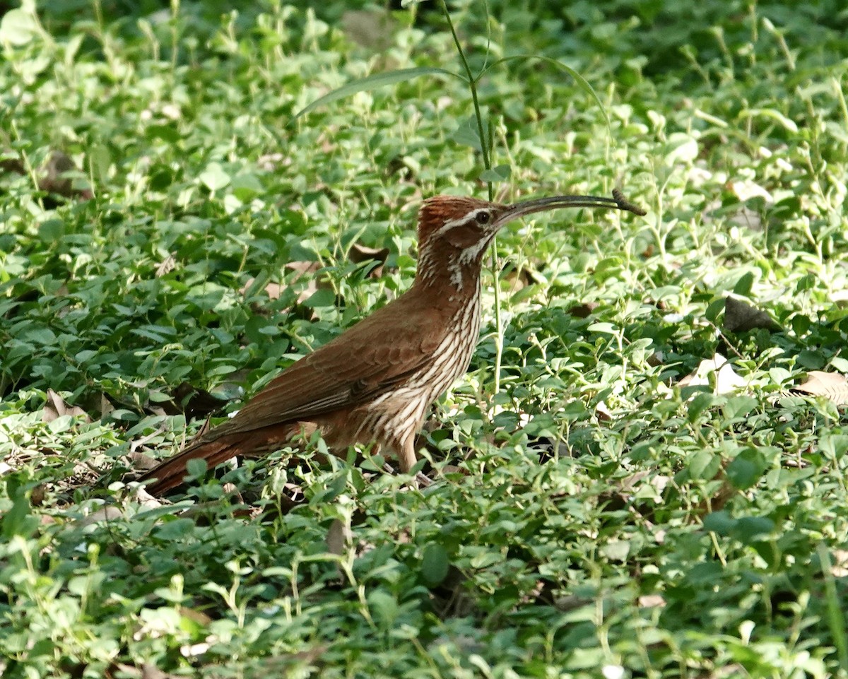 Scimitar-billed Woodcreeper - ML645741309