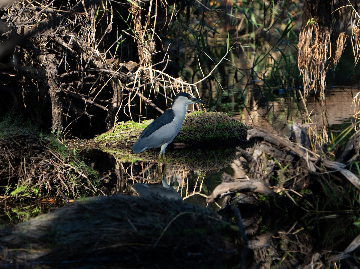 Nitticora - ML645741313