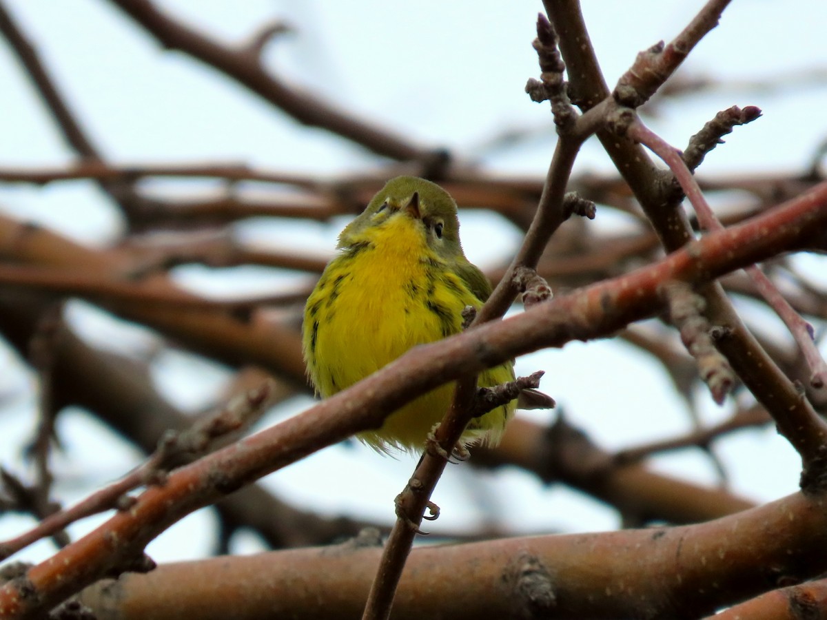 Prairie Warbler - ML645741315