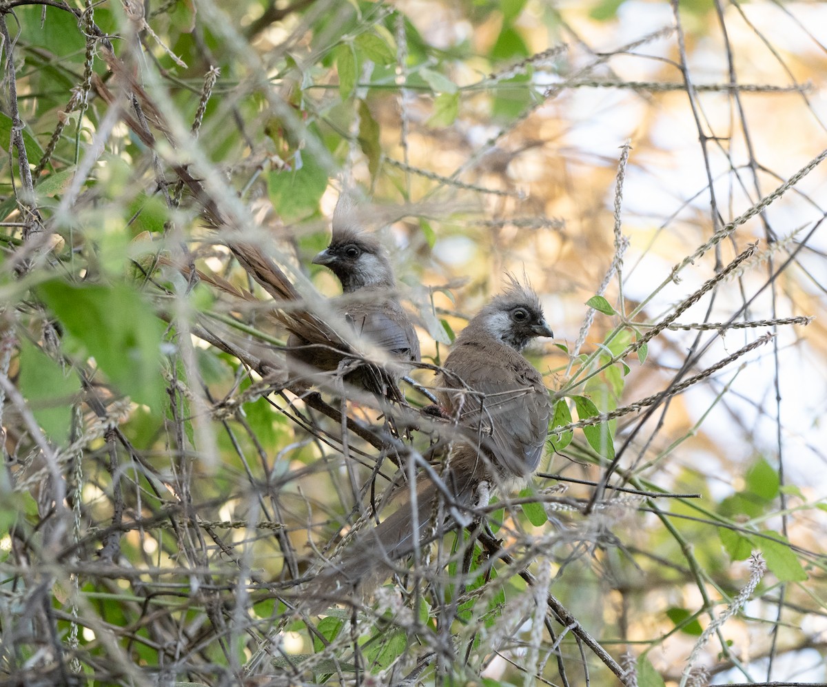 Speckled Mousebird - ML645741316
