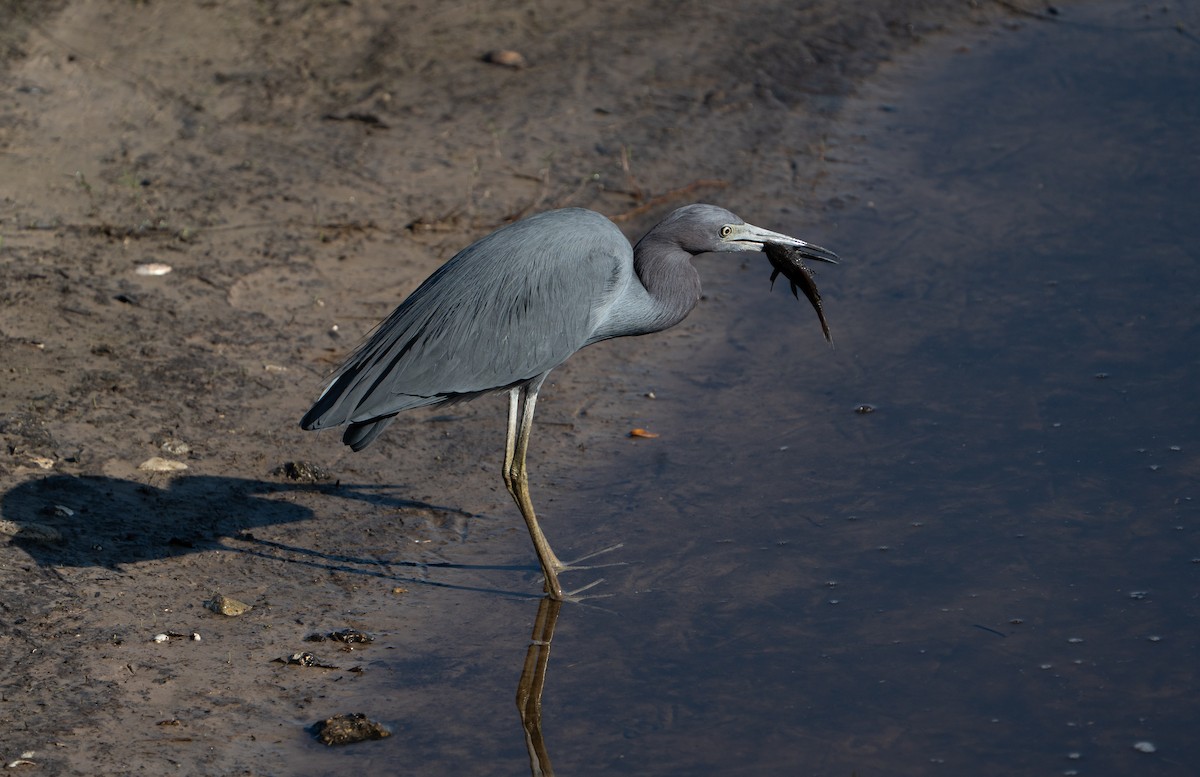 Little Blue Heron - ML645741323