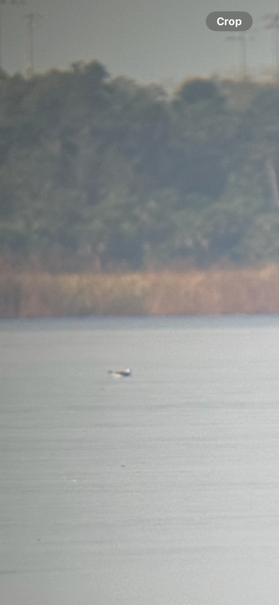 krykkje - ML645741344