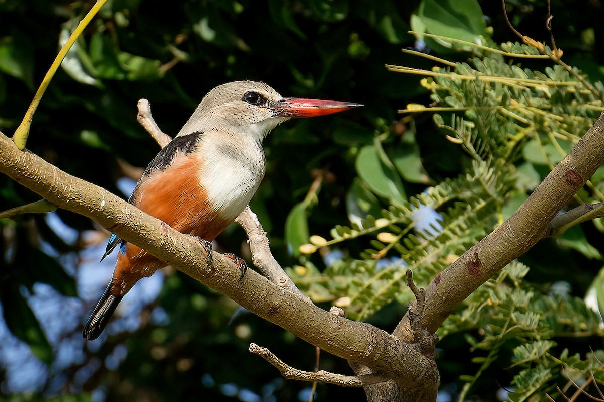 Martin-chasseur à tête grise - ML645741353
