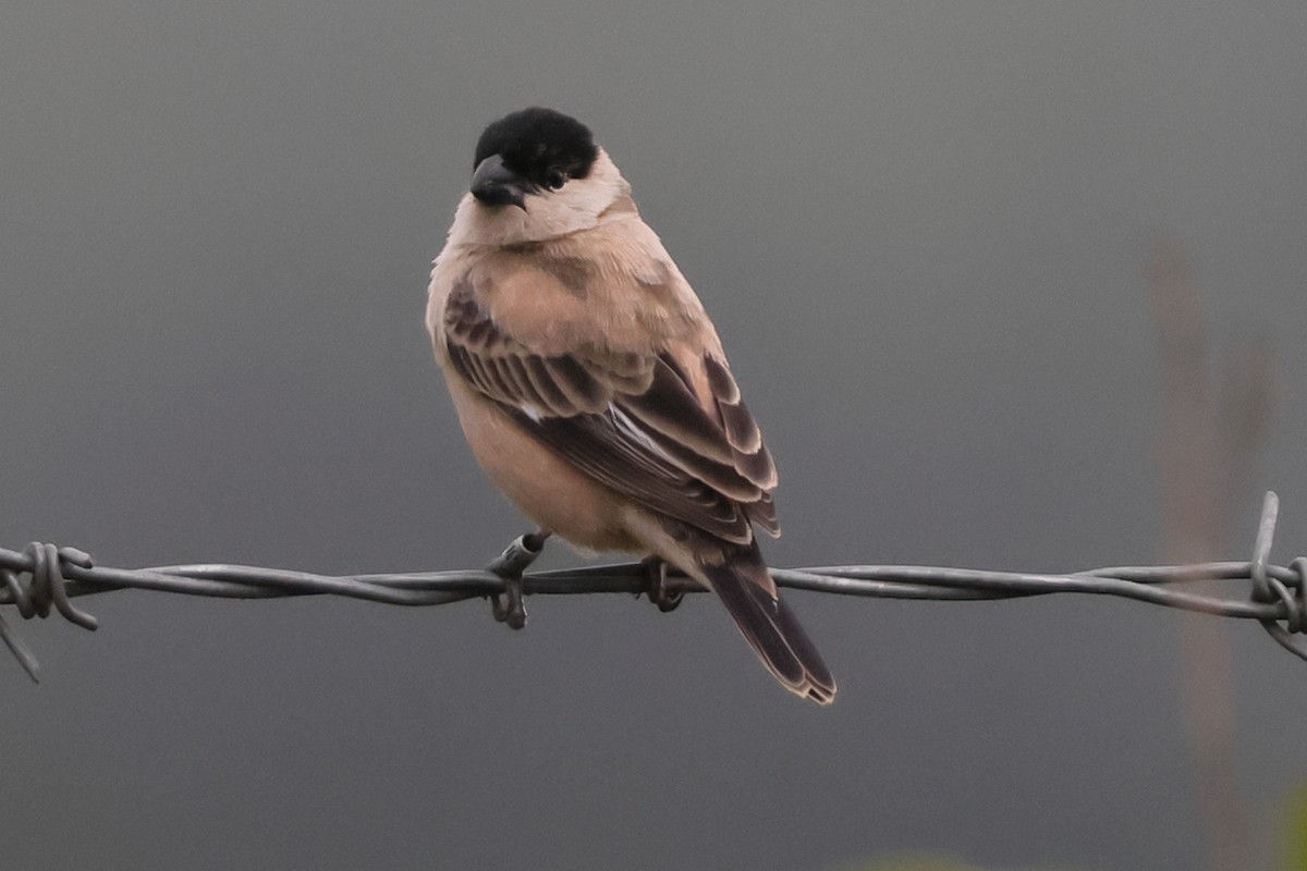 Жемчужный просяночник - ML645741355