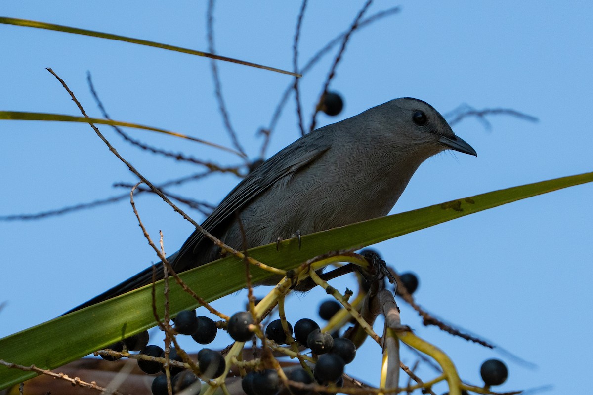 Gray Catbird - ML645741356