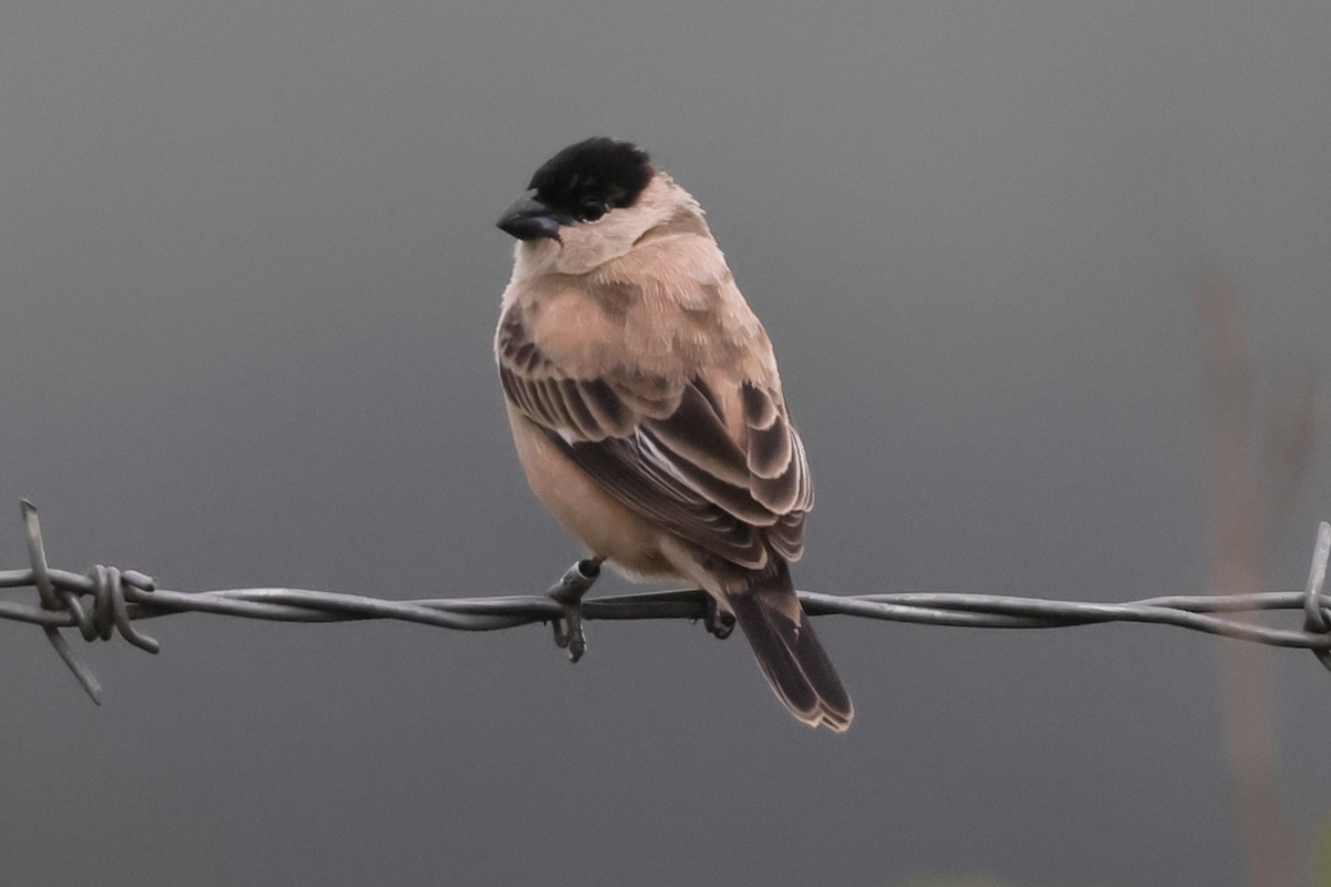 Жемчужный просяночник - ML645741357