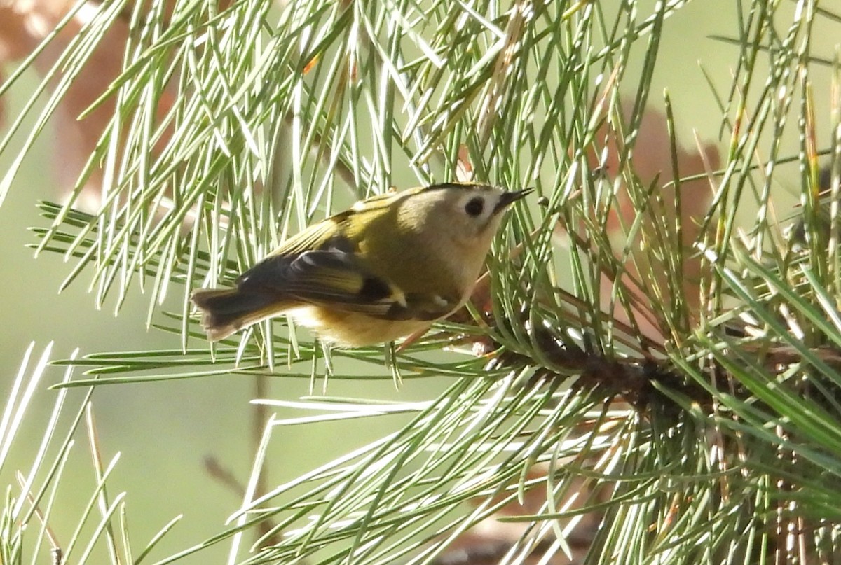 Goldcrest - ML645741358
