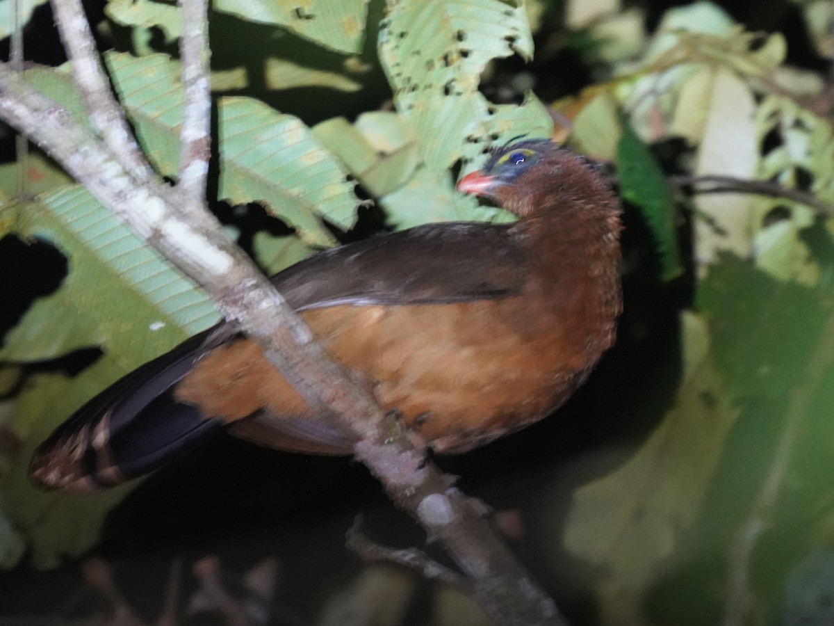 Nocturnal Curassow - ML645741361