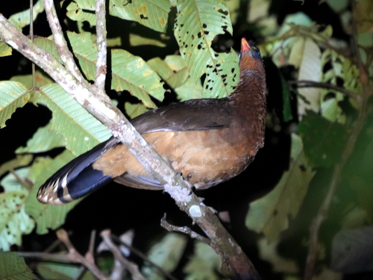 Nocturnal Curassow - ML645741362