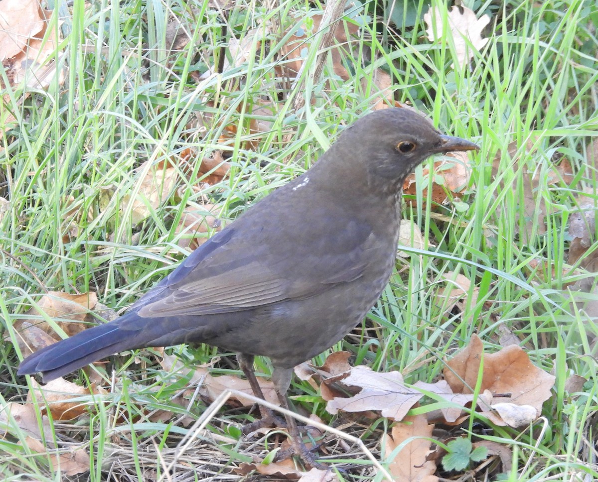 Eurasian Blackbird - ML645741375