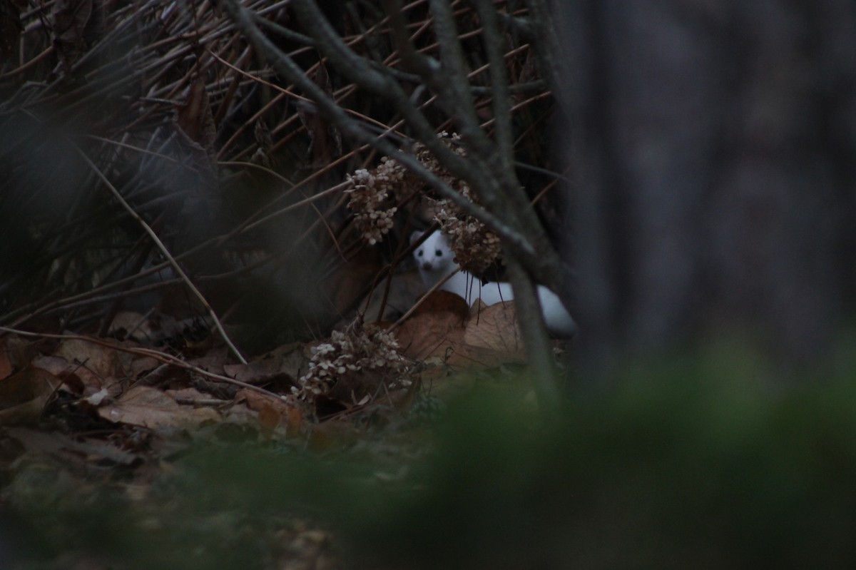 Short-tailed Weasel - ML645741382