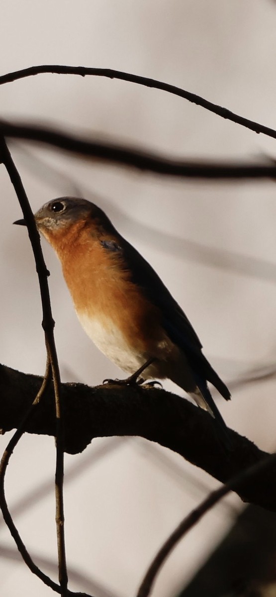 Eastern Bluebird - ML645741385