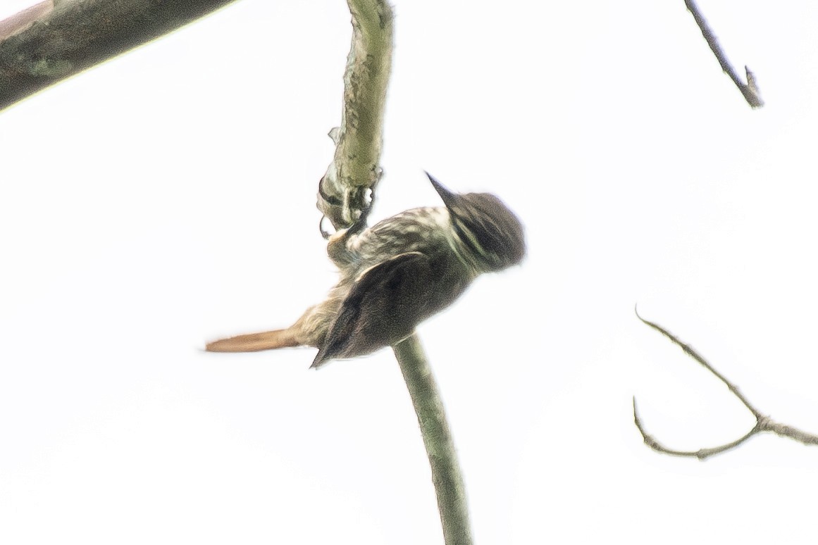 Streaked Xenops - ML645741386