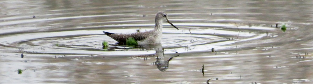 Greater Yellowlegs - ML645741390