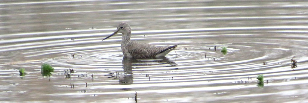 Greater Yellowlegs - ML645741391